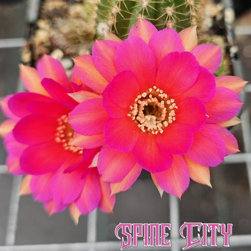 Chamaecereus cv Neon Lights bright neon pink flowers with orange highlights Spine City original flagship cactus with stout body in bloom