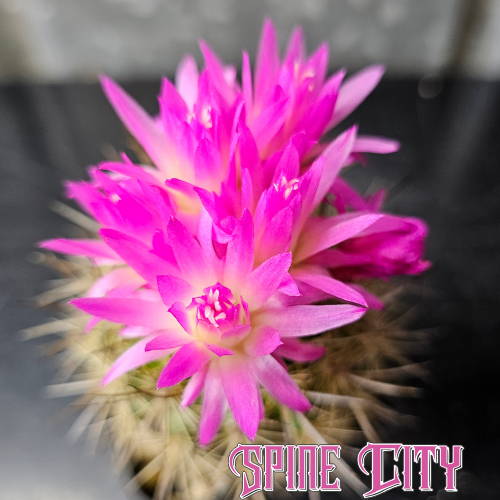 Neoporteria nidus cactus with dense sharp spines and vibrant pink flowers with yellow throats, combining rugged form and elegance.