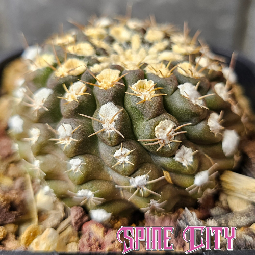 Neochilenia odeirii mature cactus with olive brown tones compact form and small spines
