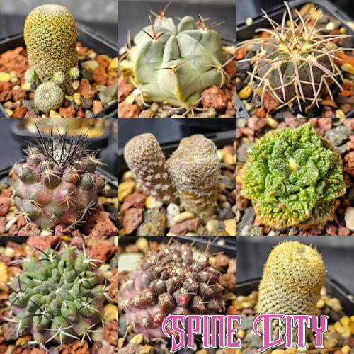 Nine premium collector grade cactus plants selected for quality, rarity and refined presentation arranged together as a premier bundle