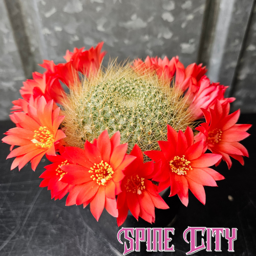 Compact Rebutia cactus with straw-yellow spines and vivid red-orange flowers, mature and easy to grow.