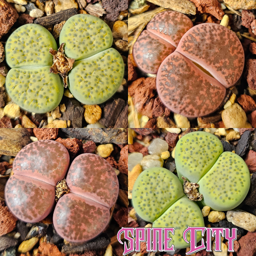 Four lithops plants including two red coloured and two green coloured specimens arranged together as a mixed bundle