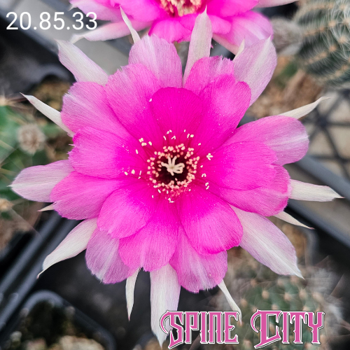 Lobivia cv. Soft Kiss