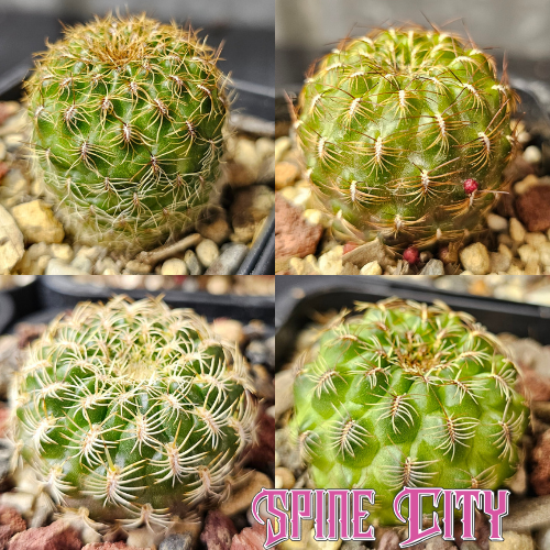 Sulcorebutia cactus bundle with naunacensis, verticillacantha, mentosa, and an unnamed plant — compact species known for vivid blooms.