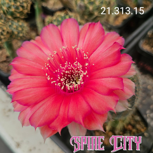 Lobivia cv. Ti Amo with deep red-pink flowers showing a light, luminous and emotive colour tone