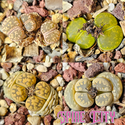 4 assorted Lithops with mixed textures and colours.