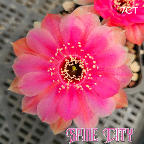 Lobivia hybrid flower (7CT) with cupped rounded petals, hyper pink centre and burnt orange outer petals