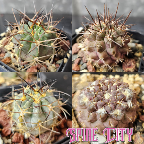 Cactus bundle 4 plants patience perfected mix of fierce spines frosted skin and varied slow growing forms