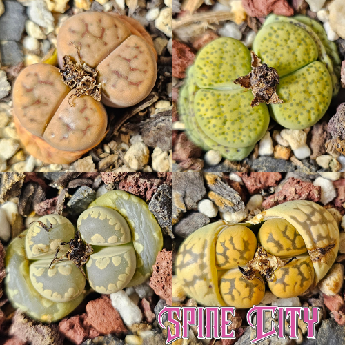 4 Lithops showing warm desert colours and markings.