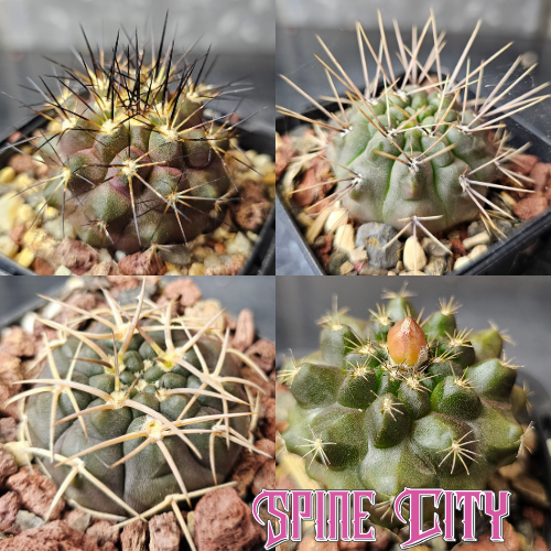 Cactus bundle 4 plants Form and Fortitude with contrasting Gymnocalycium and Copiapoa forms strong structure and texture