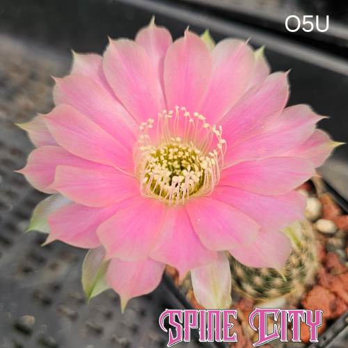 Lobivia hybrid flower (O5U) with baby pink stacked petals, soft peach brushing and light green accents on the outer petals