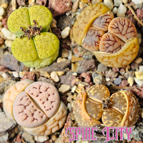 4 Lithops in soft contrasting tones, unnamed bundle.
