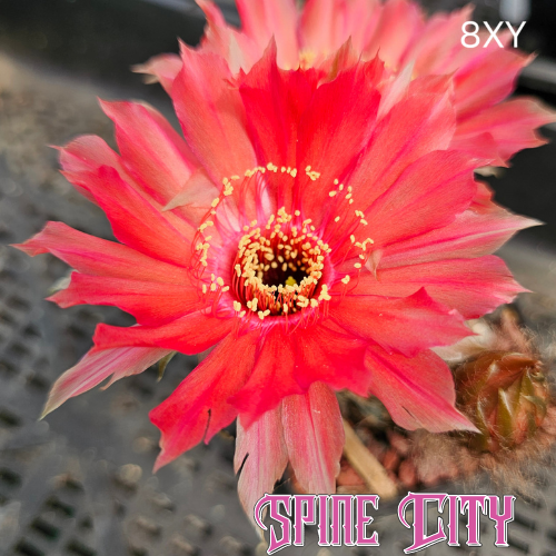 Lobivia hybrid flower (8XY) with fire red petals, soft orange washes and ragged petal tips in an open fiery bloom