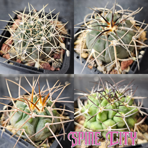 Cactus bundle 4 plants Gymno Greatness collector grade Gymnocalycium set with mixed forms and textures