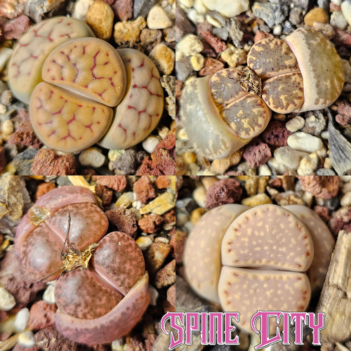 Mixed Lithops assortment with natural variety.