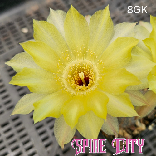 Lobivia hybrid flower (8GK) with lemon yellow petals, glassine translucent appearance and subtle cream and white variation