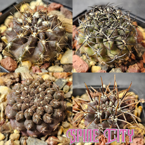 Cactus bundle 4 plants Shadow and Spines dark bodied slow growing desert cactus set with rugged structure