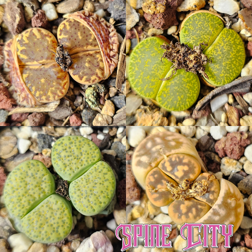 4 Lithops in earthy tones, assorted bundle.